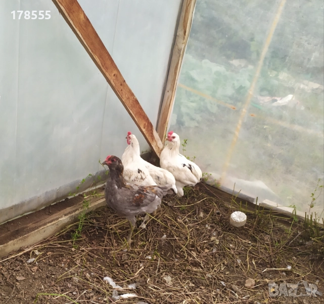 Петли Американска Аракуана!, снимка 1