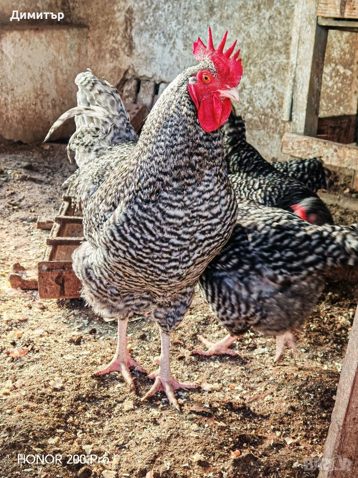 Разплодни яйца от Мехелен, снимка 1