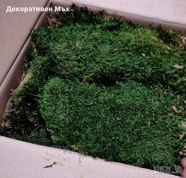 Декоративен плосък стабилизиран скандинавски естествен мъх - Промоция, снимка 1