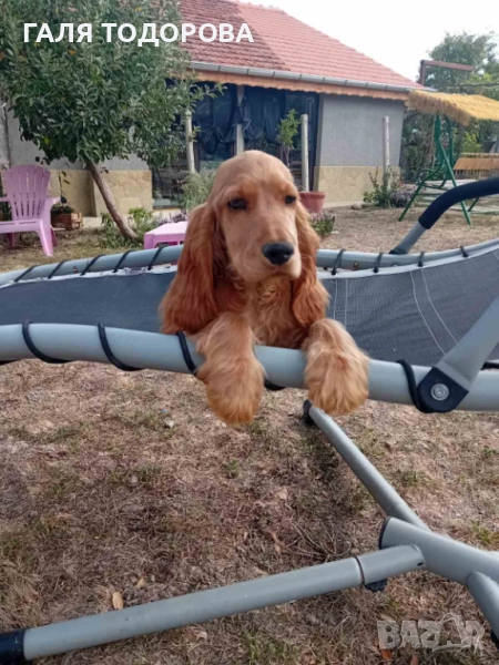 Английски кокер шпаньол, снимка 1