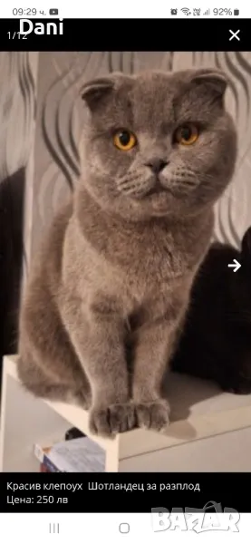 Клепоух Шотландски котарак за разплод, снимка 1