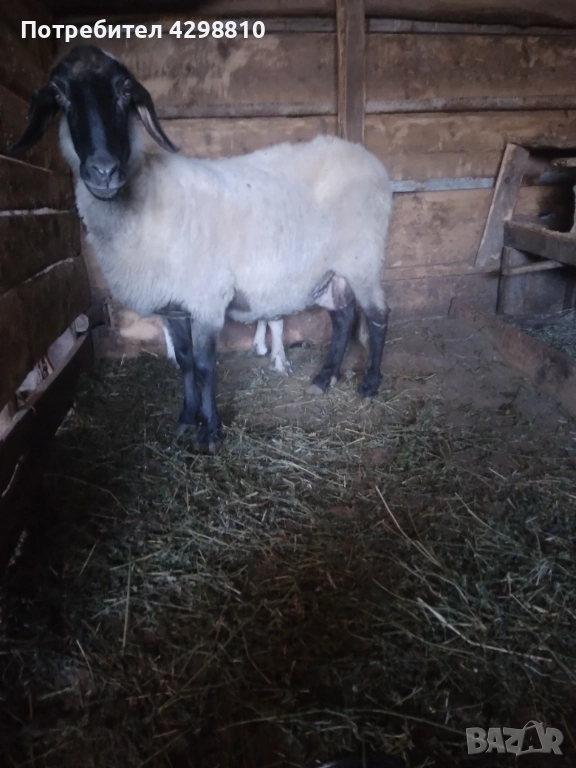 Овце, снимка 1