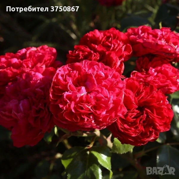 🌹РОЗА 🌹Gpt Red Eden Rose® (Eric Tabarly®) 🌹, снимка 1