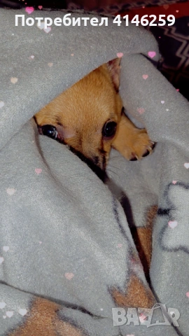 Продавам чистокръвно чихуахуа, снимка 2 - Чихуахуа - 53026554