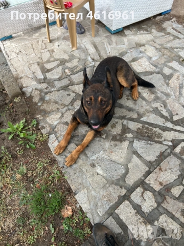 Предлагам Белгийска овчарка