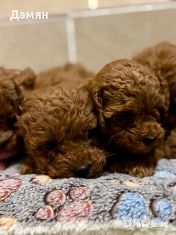 Той пудел, снимка 2 - Пудели - 53300622