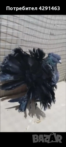 Продавам Гълъби, снимка 4 - Гълъби - 53205834