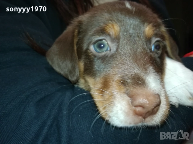 ДЖАК-женско КУТРЕ 2609250834, снимка 6 - Джак ръсел териер - 51842348