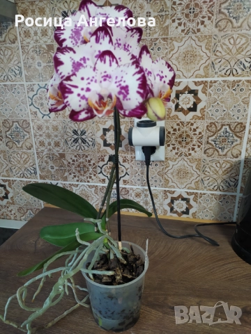Орхидея magic art, снимка 8 - Стайни растения - 43747882