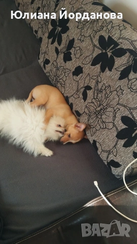 Мини померан, мъжки на три месеца със всички ваксини., снимка 3 - Померан - 53533745