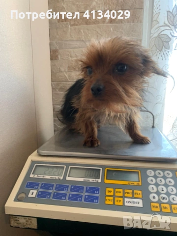 Две мини Йорки мъжки на 1 година и един стандартен мъжки, снимка 9 - Йоркширски териер - 53227851