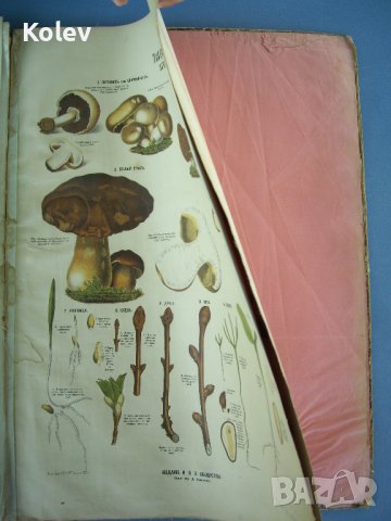 1881 Голям руски албум с цветни страници, снимка 15 - Антикварни и старинни предмети - 37618970