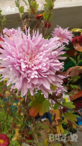 Продавам хризантеми – корени със стъбло за есенно засаждане, снимка 11 - Разсади - 52242527