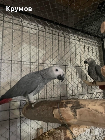  Продавам папагали Жако (African Grey Parrot), снимка 8 - Папагали - 51531679