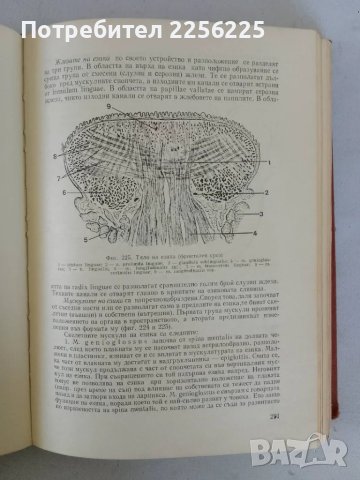 Анатомия на човека, снимка 3 - Специализирана литература - 47319367