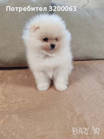 Померан мини мъжко 