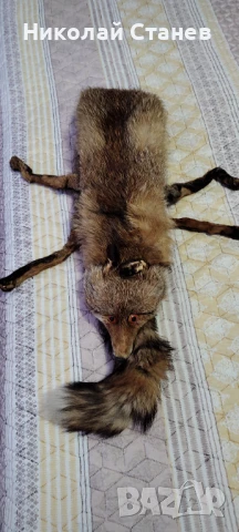 Продавам яка от лисица, снимка 4 - Други - 51369487