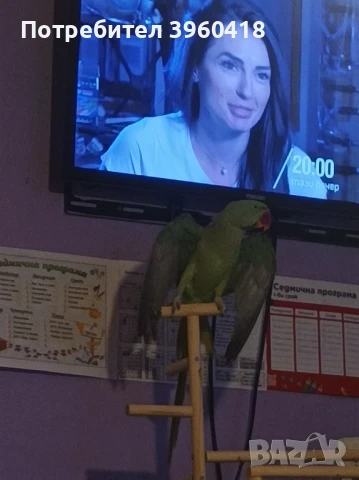 Голям александър полу социален , снимка 1