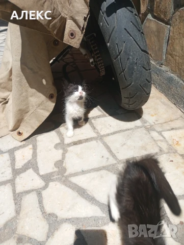 ПОДАРЯВАМ КОТЕНЦА, снимка 9 - Мейн кун - 50985226