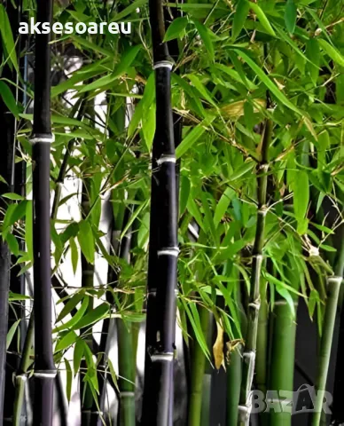 100 бр. нови висококачествени семена Студоустойчив черен бамбук от САЩ за Декорация дома грасдината, снимка 12 - Сортови семена и луковици - 49812622