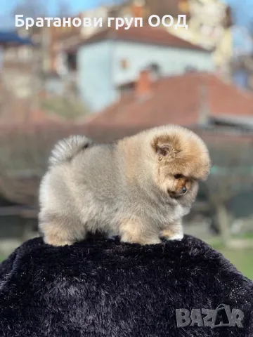 Померан с родословие , снимка 5 - Померан - 49411648