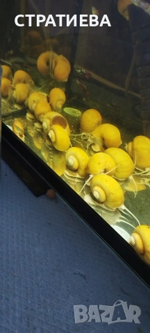 Охлюви АМПУЛАРИЯ, снимка 6 - Рибки - 53165641