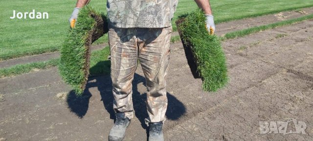 Райграс - тревни чимове. Изгодни цени., снимка 7 - Градински цветя и растения - 33130134