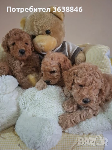 Мини пудел, снимка 1