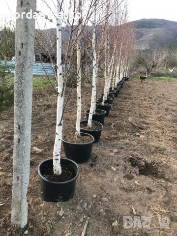 Бреза 0878112507, снимка 2 - Градински цветя и растения - 37004073