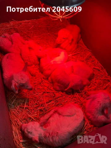 Мъжки ярета, снимка 2 - Кози - 53488406