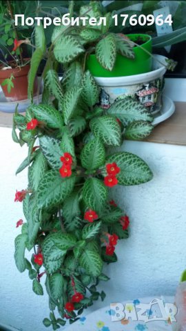 Червена Еписция,