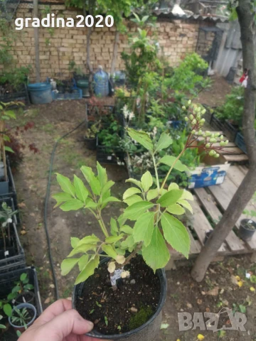  Бъз - Бял   Разсад , снимка 9 - Разсади - 40954906