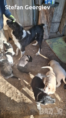 Подаряват се кученца на два месеца