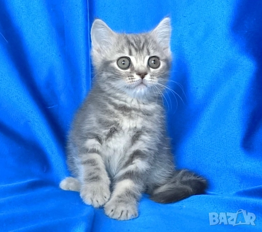 Британско късокосместо мъжко котенце, снимка 2 - Британска късокосместа - 43400066