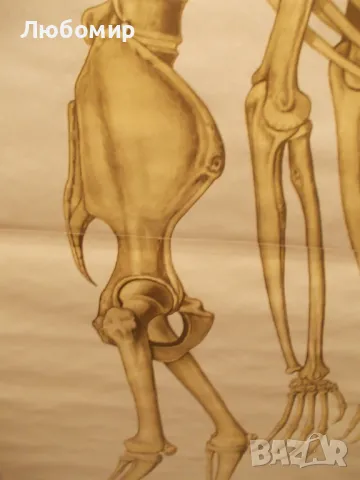 Старинно учебно табло Анатомия, снимка 9 - Антикварни и старинни предмети - 48677304