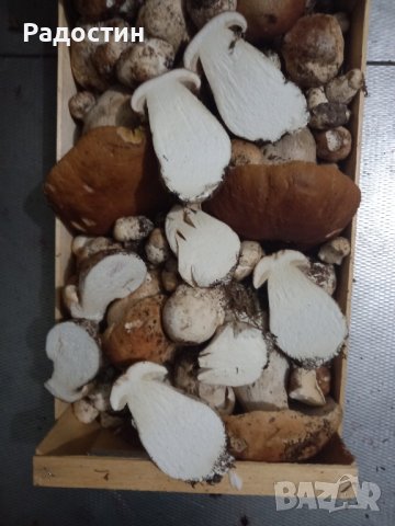 Суха Манатарка Челадинка Булка Пачи крак , снимка 7 - Други стоки за дома - 43181992