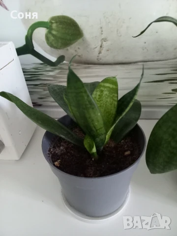 Сансевиера Хани, снимка 2 - Стайни растения - 51009621