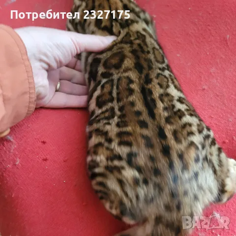 Бенгалска котка, снимка 15 - Бенгалски - 25815287
