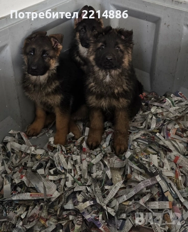 Немски овчарки , снимка 3 - Немска овчарка - 40188254
