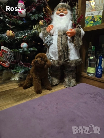 Продавам пудел той , снимка 3 - Пудели - 52649817