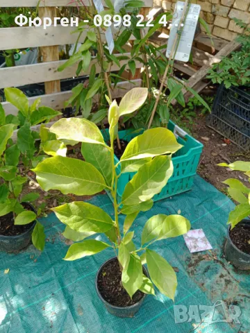 Магнолия Джордж Хенри Керн, снимка 5 - Разсади - 43794646