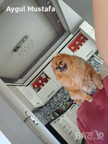 Мини шпиц померан, снимка 8 - Померан - 52773302
