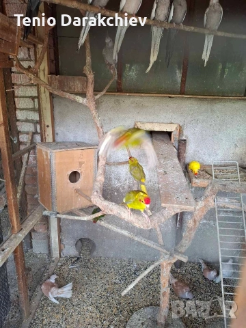 свобадни, снимка 11 - Папагали - 52853846