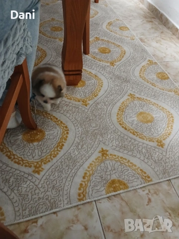 Mini Pomeran, снимка 4 - Померан - 53048300