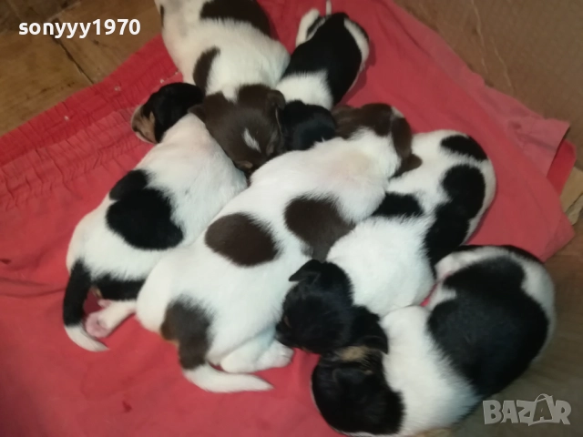 ПРОДАВАМЕ КУТРЕТА-ДЖАК РЪСЕЛ 250ЛВ ЗА 1БР 0209251838, снимка 17 - Джак ръсел териер - 51583363