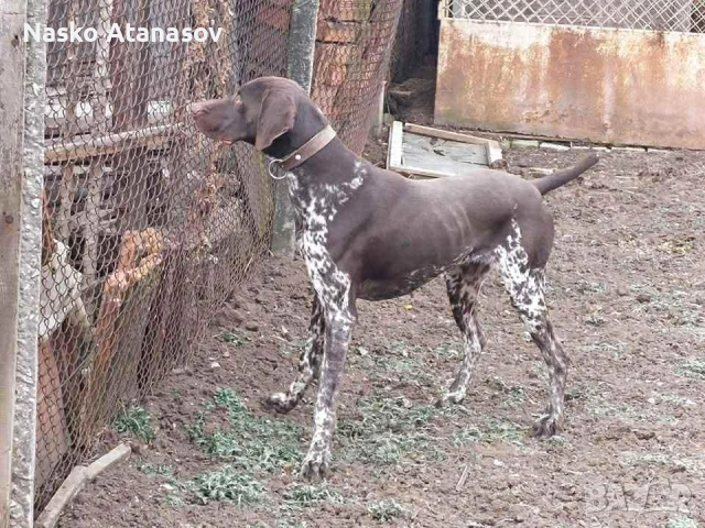 Куцхаар за разплод 