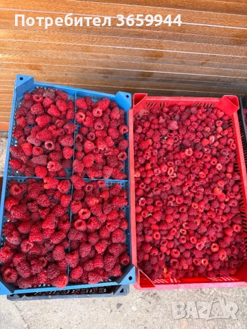 Предлагам елитен расад ягуди и малини, снимка 4 - Разсади - 52135758