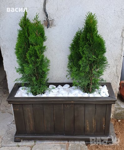 Градинска кашпа, снимка 10 - Градински цветя и растения - 26810804