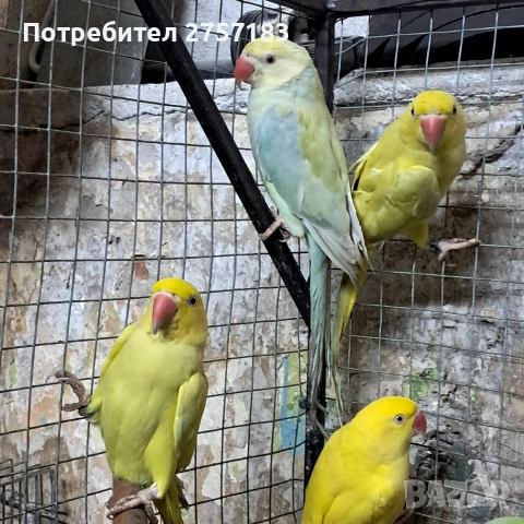 продавам малки александри , снимка 3 - Папагали - 53389574