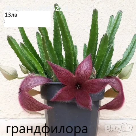 Стапелия - Налични 3 вида, снимка 2 - Разсади - 51010532